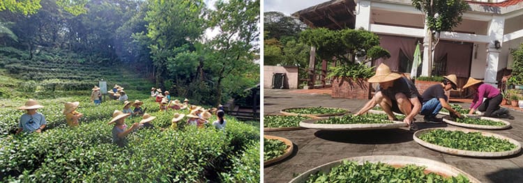 台灣包種茶溯源    南港茶鄉古今遊蹤