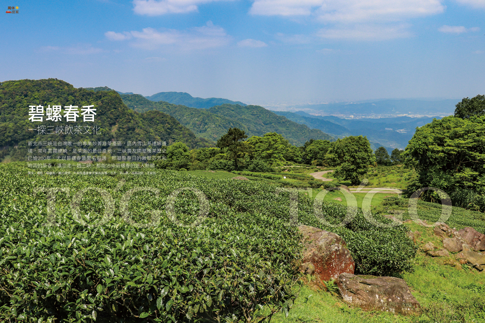 碧螺春香 一探三峽飲茶文化
