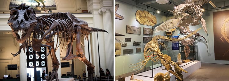 台灣古生物化石展