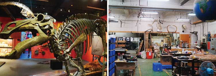 石尚自然史博物館