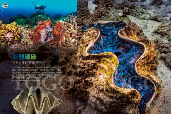 彩豔硨磲 貝殼之王的美麗與哀愁