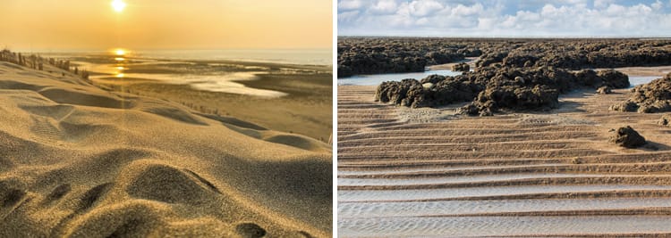 桃園觀新藻礁生態