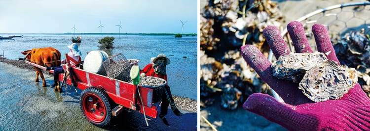 王功跟著海牛採蚵