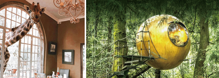 自由精神球體樹屋(Free Spirit Spheres, British Columbia)