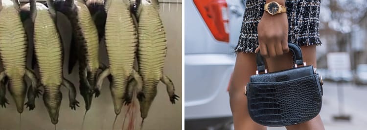 鱷魚在流淚 一場時尚精品製做與善待動物的生態拔河