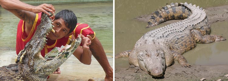 鱷魚在流淚 一場時尚精品製做與善待動物的生態拔河