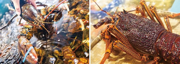 美味海老 台灣進口龍蝦大比拼