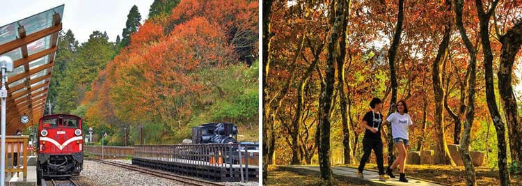 冬涼楓舞蝶──關子嶺