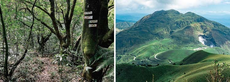 竹子湖 賞海芋＆繡球花之美