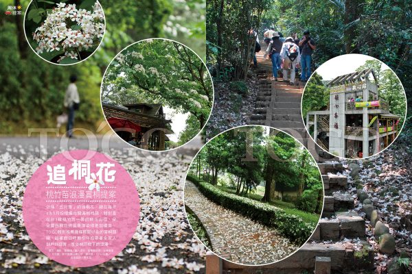 追桐花 桃竹苗浪漫賞桐提案