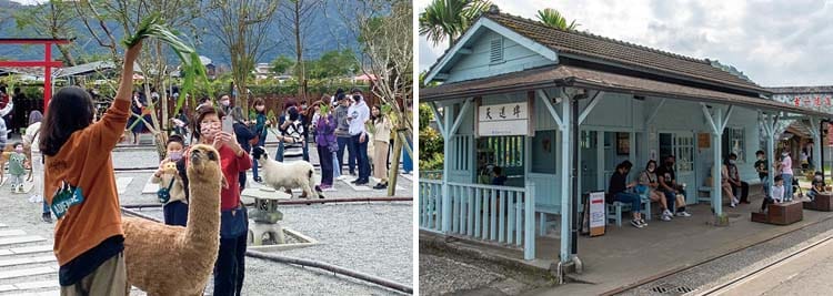 張美阿嬤農場──拜訪呆萌水豚君、天送埤森鐵文創園區
