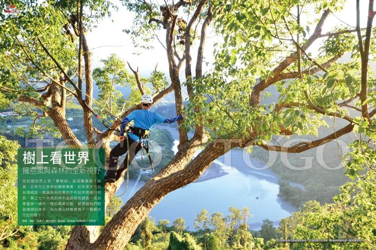 樹上看世界 擁抱風與森林的全新視野