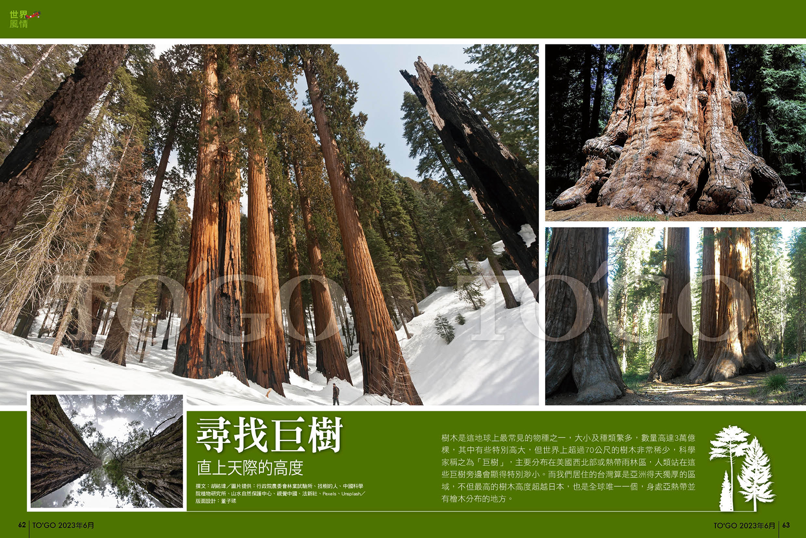 尋找巨樹 直上天際的高度
