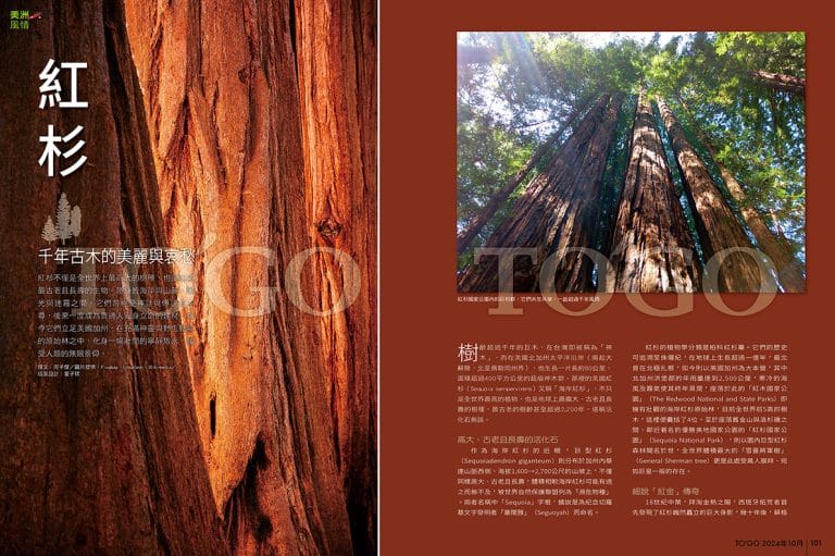 紅杉 千年古木的美麗與哀愁
