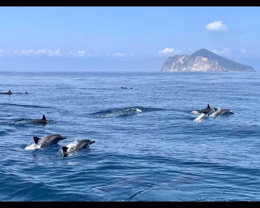 宜蘭熱門海上觀光行程，遊龜山島、賞鯨豚，下船之後可前往九號咖啡館享用下午茶、一覽外澳沙灘美景；