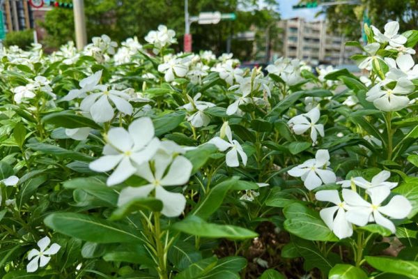 白色日日春在綠葉間靜靜綻放，為街頭注入一抹清新與柔和，彷彿夏日裡悄然低語的風景。