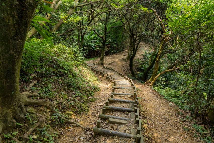 大棟山步道周圍有茂密原始林