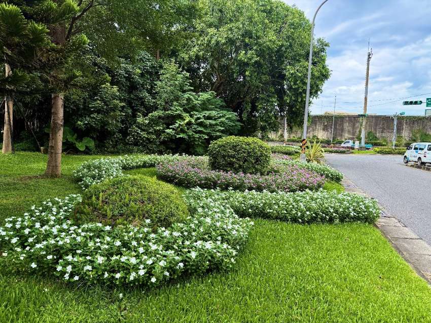 敦煌路與環河北路交叉口旁以圓形與曲線排列,日日春展現夏日生命力,為城市添上一抹溫柔與活力