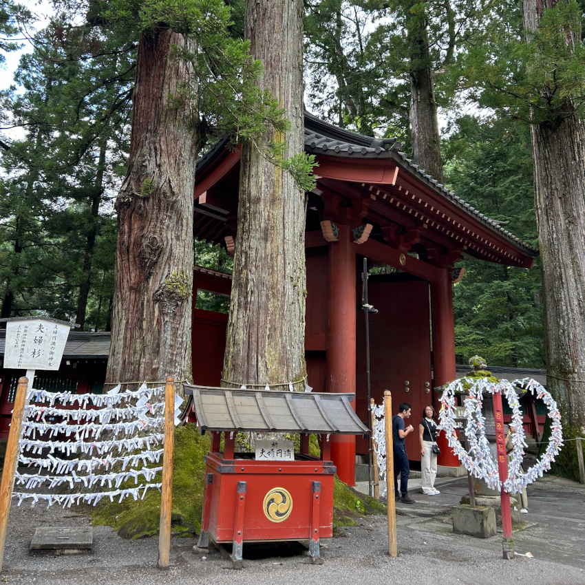 祈求姻緣靈驗而大受歡迎的二荒山神社,社內高大的夫婦杉也是祈福重點之一