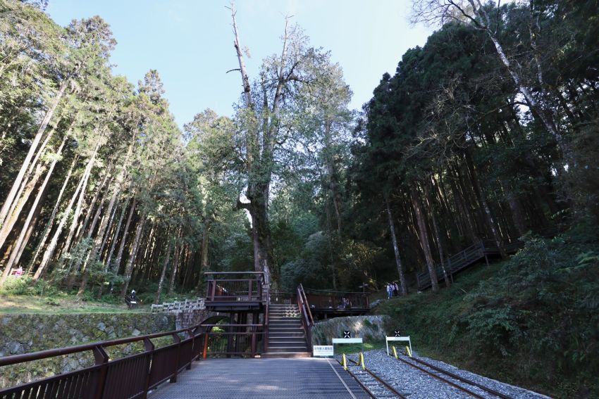 神木車站昔日以阿里山神木聞名於世,同時也是觀賞之字形路線的最佳地點