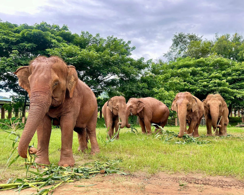 大象自然公園(Elephant Nature Park)的象群皆以低干擾的方式生活於此
