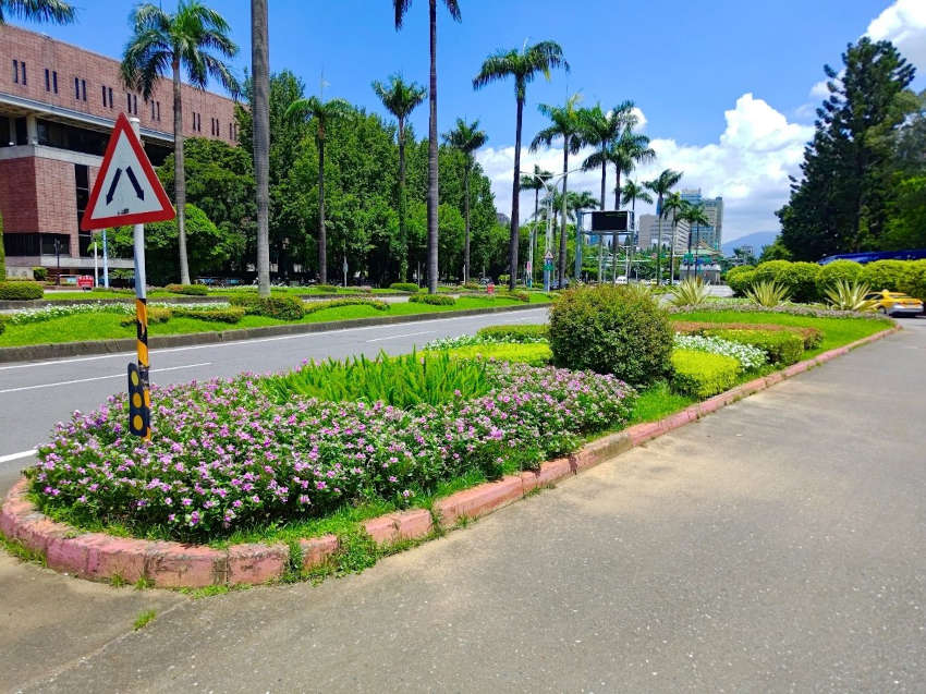 日日春、狐尾武竹、金露華等不同高度質感錯落搭配,營造出豐富且有節奏感的街道綠意。