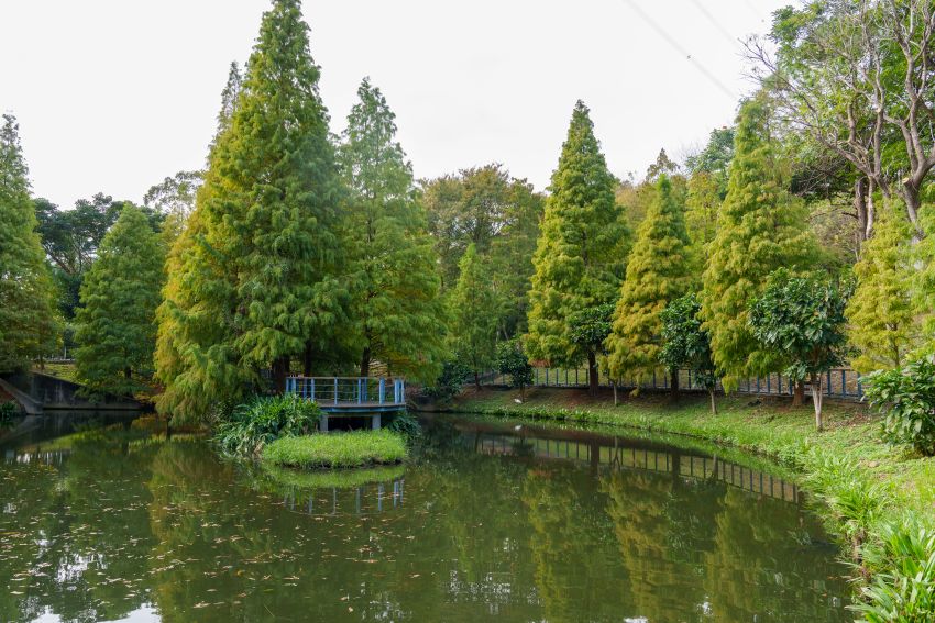 長庚養生文化村內的湖畔步道種滿了落羽松