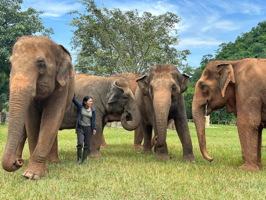 大象自然公園(Elephant Nature Park)比起互動,更注重陪伴