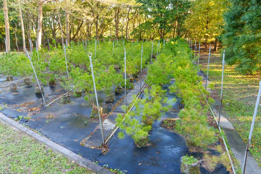 桃園市的綠美化植物大多來自苗圃綠環境生態園區
