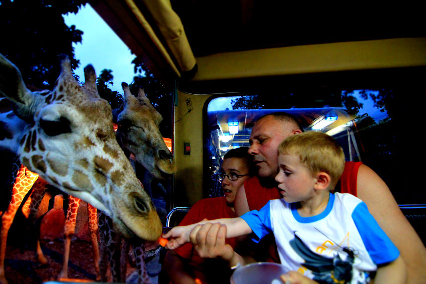 清邁夜間動物園(Chiang Mai Night Safari)乘坐遊園車同樣可近距離欣賞動物