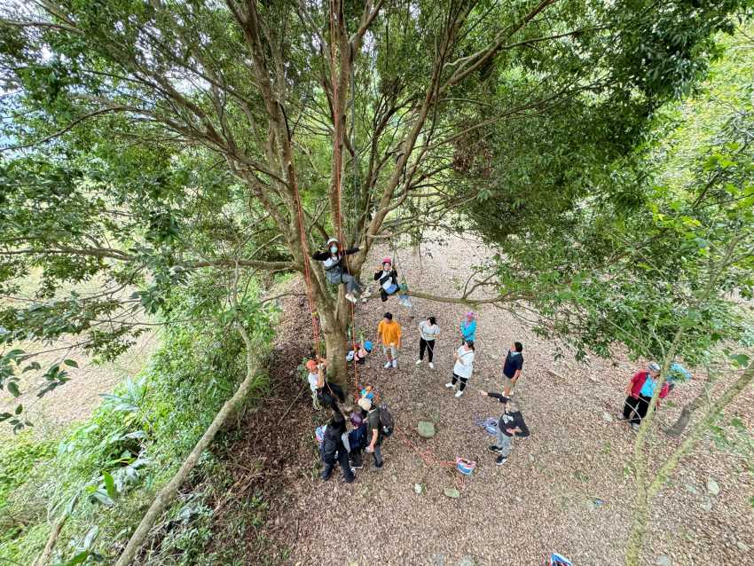 咖啡園攀樹體驗