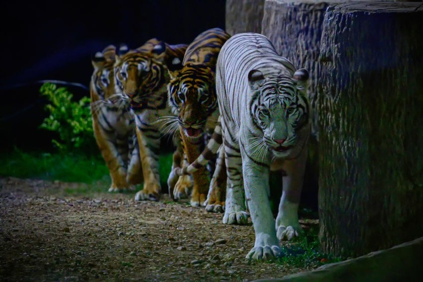 清邁夜間動物園(Chiang Mai Night Safari)夜色下的老虎群比起白天更加有活力