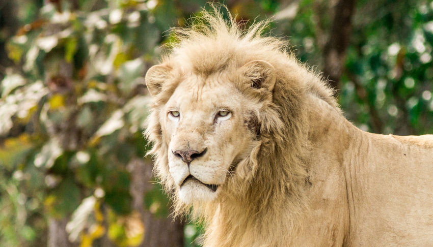 清邁夜間動物園(Chiang Mai Night Safari)獅子與老虎的互動展演,是最受遊客歡迎的特點之一