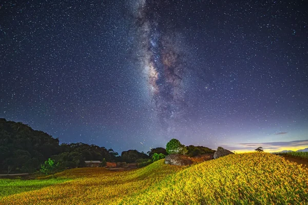 花蓮金針花季開跑