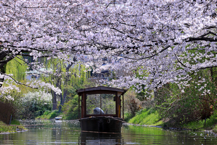 春日限定「伏見十國舟」,可在櫻花盛開時乘坐小舟欣賞花景