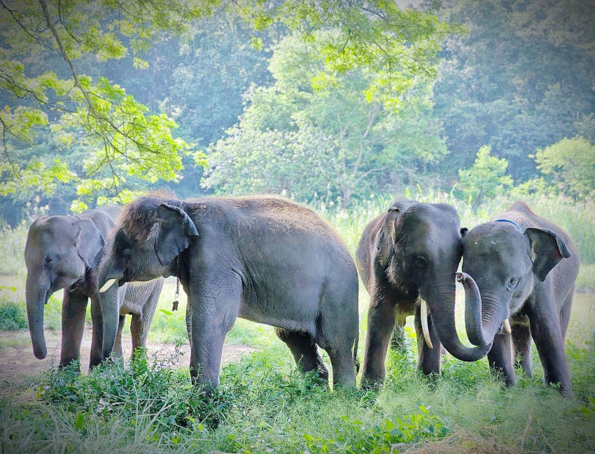南邦大象保育中心提供一個深入了解泰國大象文化與保護工作的機會,無論是動物愛好者、家庭旅遊或教育團體,都能在此獲得豐富的體驗與知識。