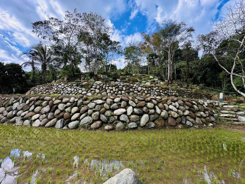 水梯田順應地勢修復，採交丁錯縫砌築、無水泥背漿及保留孔隙等工法，提供動植物生長隱匿空間。