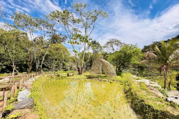水梯田就地取材以竹材編織意象，並種植在地特色米種，展現在地產業特色。
