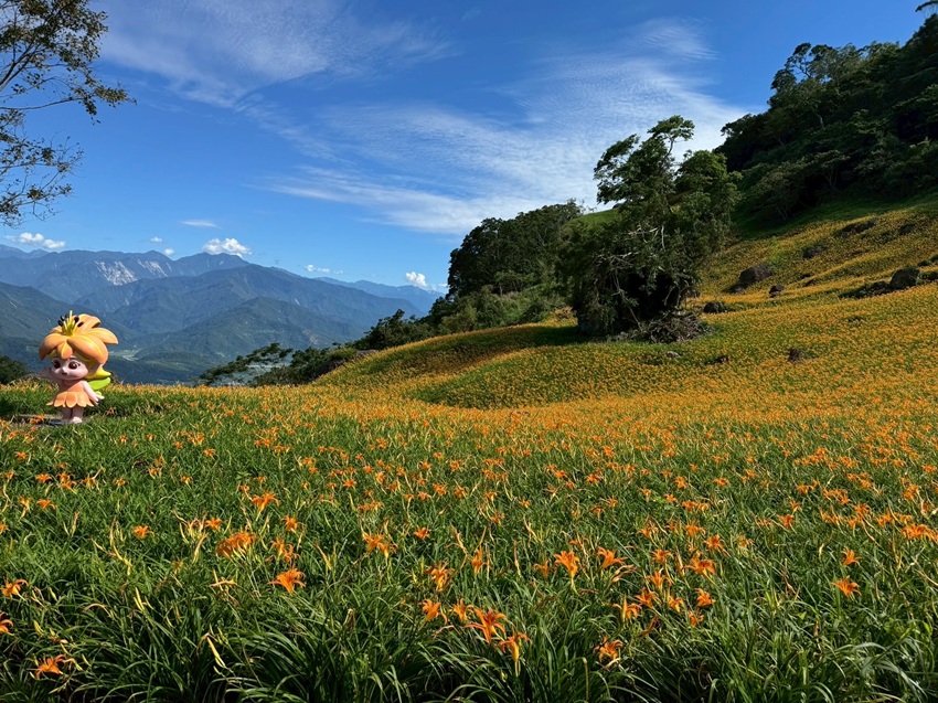 金針花海盛放　走進山林體驗在地永續旅遊