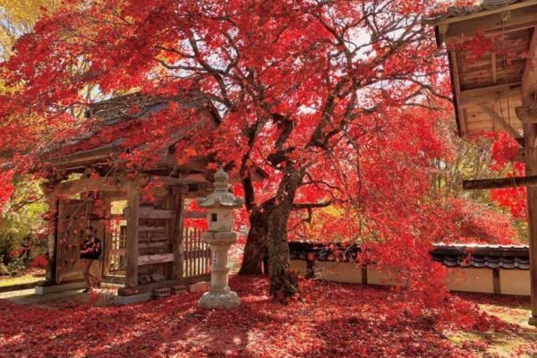 【廿日市 教龍寺】廿日市教龍寺境內楓葉飄落，紅葉鋪地宛如絢爛地毯