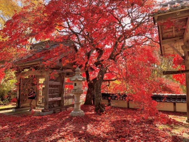【廿日市 教龍寺】廿日市教龍寺境內楓葉飄落，紅葉鋪地宛如絢爛地毯