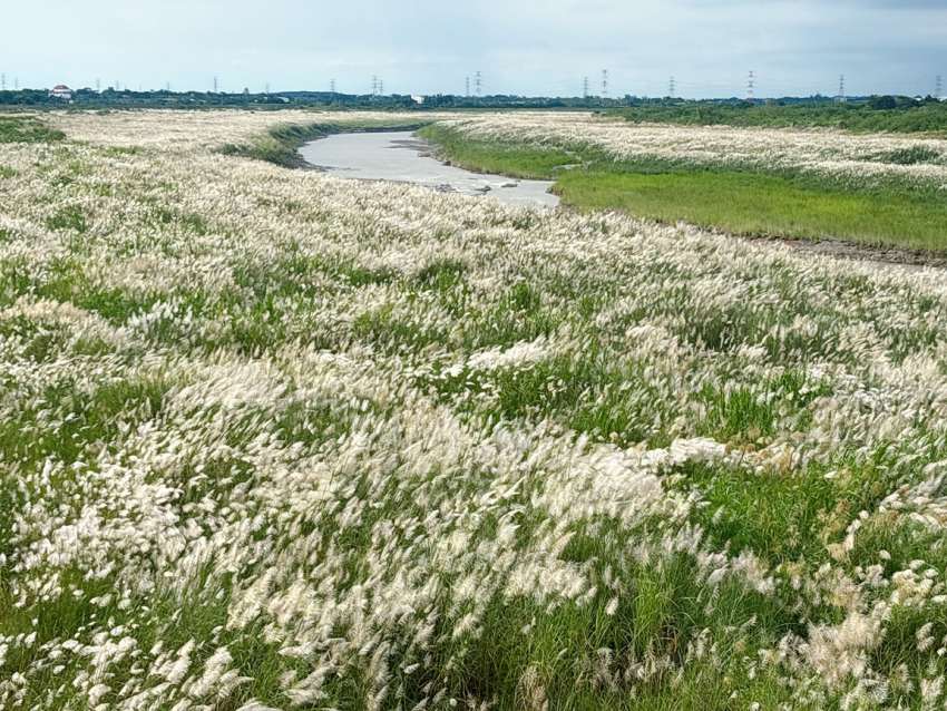 大內橋邊甜根子九月雪正當時