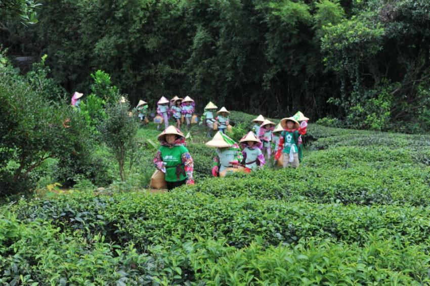 「逢客必住山，逢山必有茶」，是一般人對客家庄的印象