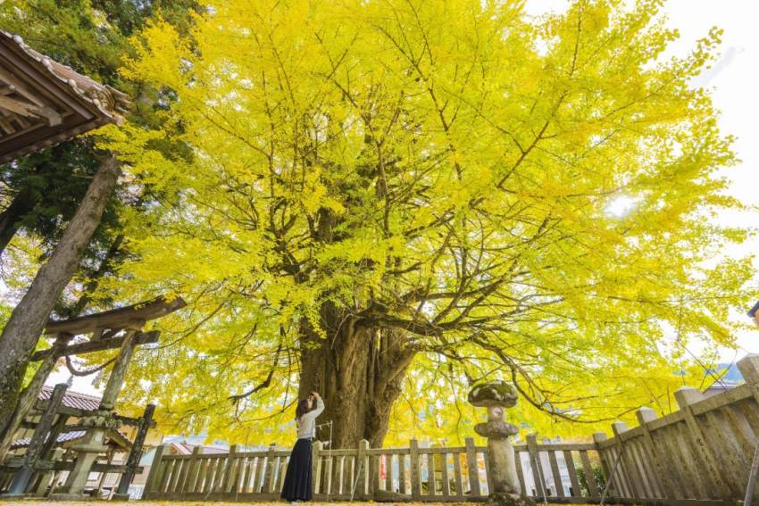 ▲【安芸太田町】筒賀大銀杏，千年金黃矗立神社境內