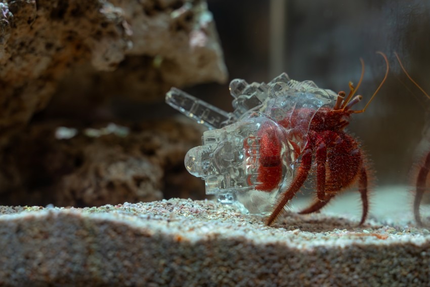 ▲山展區｜AKI INOMATA《為何不給寄居蟹一個避風港呢？》@信二防空洞