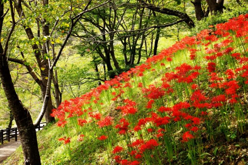 船岡城址公園 曼珠沙華祭