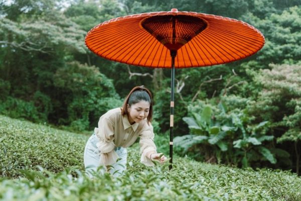 在楊梅可漫步層疊的茶園梯田，品嚐秀才茶