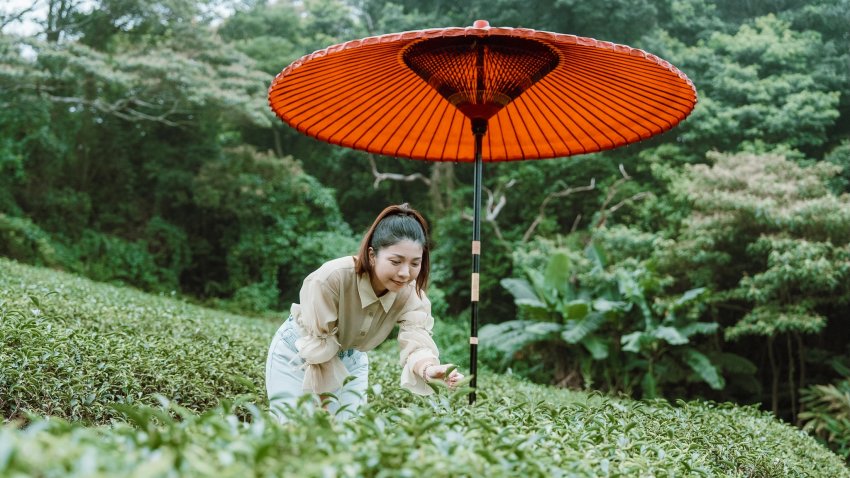 在楊梅可漫步層疊的茶園梯田，品嚐秀才茶