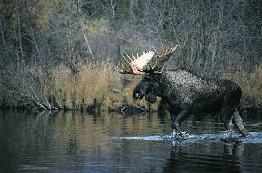 育空是北美最適合觀賞野生動物的地區之一,尤其在春季更是熱鬧非凡(育空特區觀光廳提供)
