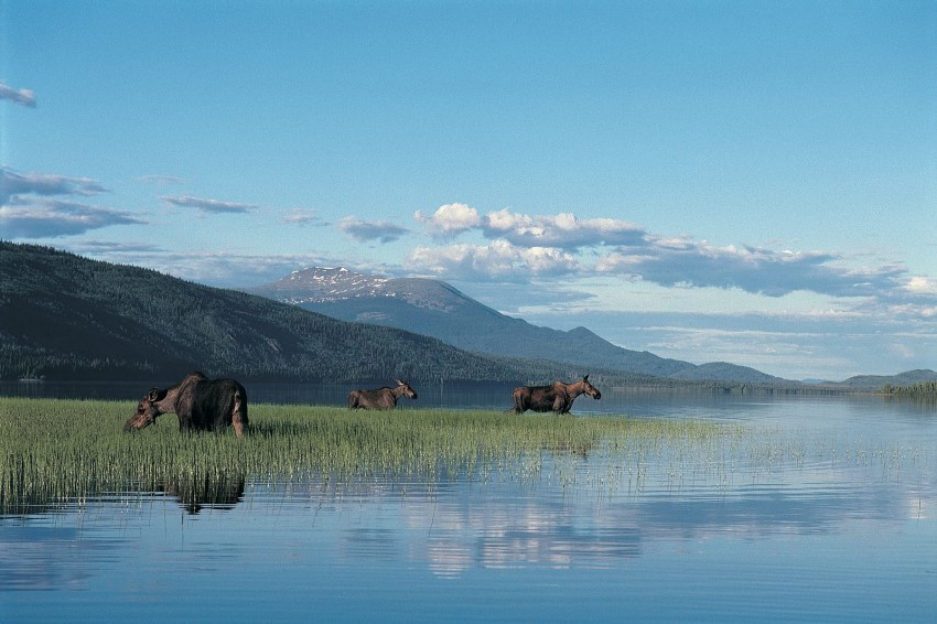 育空是戶外運動者的天堂,在此可遠離都市喧囂的愜意,與大自然近距離接觸(育空特區觀光廳提供)